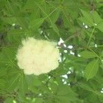 Ceiba speciosa Fruit