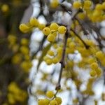 Loranthus europaeus Fruit