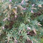 Buddleja davidii Агульны выгляд