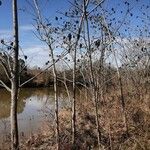 Rhus copallinum Habitat