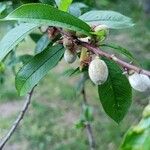 Prunus persicaFruit