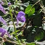 Scutellaria incana Blüte