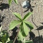 Distimake aegyptius पत्ता