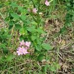 Centaurium erythraeaBlüte