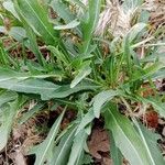 Diplotaxis tenuifolia Fuelha