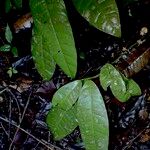 Heisteria cauliflora Leaf