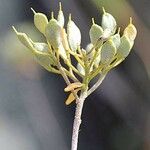 Alyssum bertolonii Ffrwyth