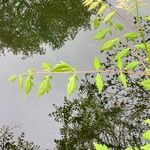 Koelreuteria paniculata Yaprak