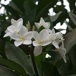 Plumeria rubraBlomst