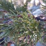 Juniperus occidentalis Листок