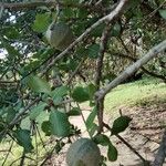 Gardenia volkensii Frucht