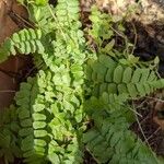 Asplenium platyneuron Folha