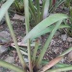 Bromelia karatas পাতা