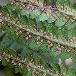 Dryopteris filix-masPlod