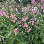 Kosteletzkya pentacarpos Virág