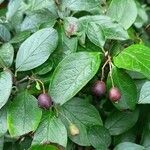 Cotoneaster acutifolius Frutto