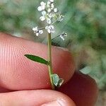 Lepidium graminifolium Λουλούδι