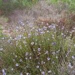 Globularia alypum ശീലം