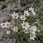 Gagea serotina Flower