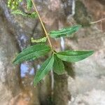Ligustrum vulgare Fuelha
