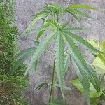 Cannabis sativaBlatt