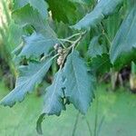 Quercus canariensis Leaf
