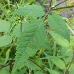 Bidens frondosa Blad