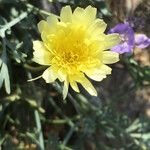 Malacothrix glabrata Flower