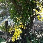 Gomesa bifolia Hábito