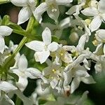 Galium rubioides Кветка