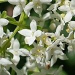 Galium rubioides Blomst