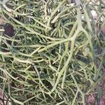 Euphorbia arahaka Bark