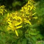 Senecio ovatus Flower