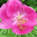 Paeonia officinalis Fleur