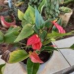 Anthurium andraeanum 葉