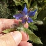 Borago officinalis花