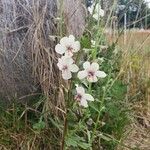 Verbascum blattariaCvet