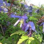 Clematis alpina 花