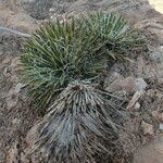 Yucca harrimaniae Habitat