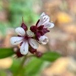 Gypsophila muralis 花