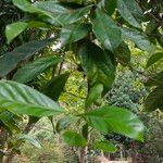 Coffea canephora पत्ता