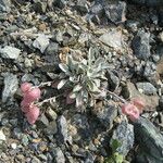 Physaria alpestris