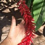 Alpinia purpurata Blüte