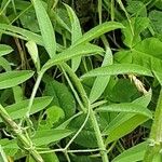 Vicia villosa Leaf