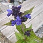 Nepeta grandiflora Flor