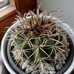 Melocactus matanzanus Kora