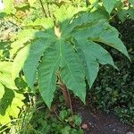 Tetrapanax papyrifer 叶