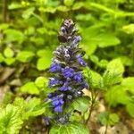 Ajuga genevensisFlower