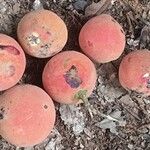Garcinia kola Fruit