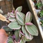 Tradescantia cerinthoides Feuille